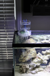 Aquarium and Tropical Fish Tank Tips, Tricks, Podcast, Resources, and ...